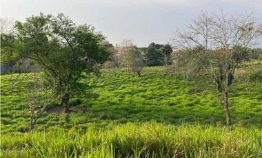 VENDO 28HECTARES LECHERIA