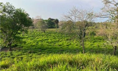 VENDO 28HECTARES LECHERIA