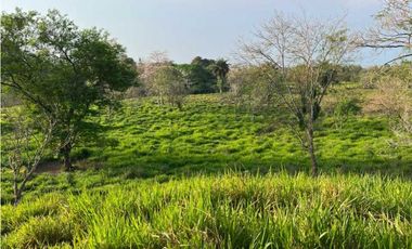 VENDO 28HECTARES LECHERIA