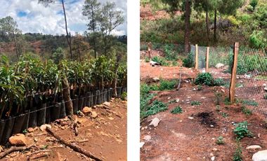 HUERTA EN VENTA EN CHARO