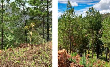 HUERTA EN VENTA EN CHARO