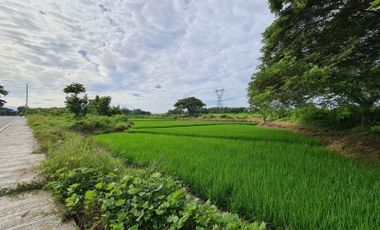 For Sale 10 Hectares Land in Barangay Langkong, Mlang, North Cotabato