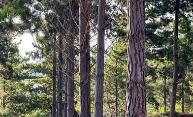 Sitio en venta en Loteo Alto Boyeruca, Comuna Vichuquén