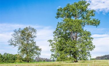 Sitio en Venta en Parcelación Agricola Los Cipreses (Etapa 2) 5. 000 m2, Paillaco, Futrono, Valdivia