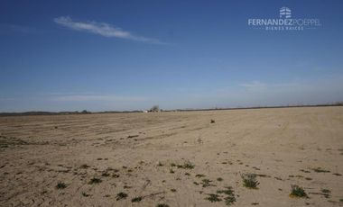 FERNANDEZ POEPPEL Vende Finca Produccion Uvas Finas Tupungato Mendoza