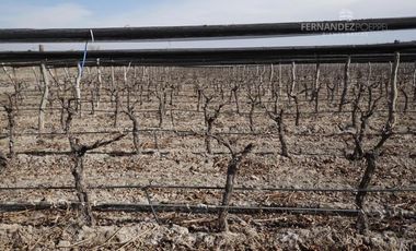 FERNANDEZ POEPPEL Vende Finca Produccion Uvas Finas Tupungato Mendoza