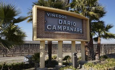 FERNANDEZ POEPPEL Vende Finca Produccion Uvas Finas Tupungato Mendoza