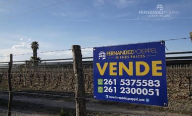 FERNANDEZ POEPPEL Vende Finca Produccion Uvas Finas Tupungato Mendoza