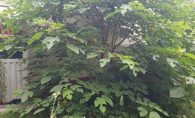 Casa en venta en Platanos