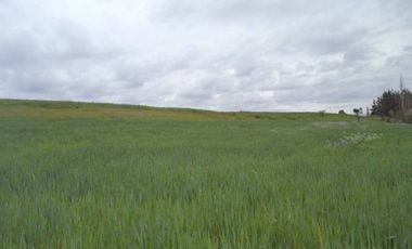 HUIMEO, LONGAVÍ