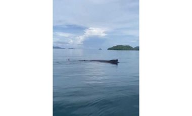 VENDO 14 HECTAREAS EN BAHIA HONDA