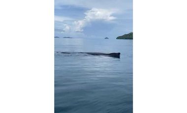 VENDO 14 HECTAREAS EN BAHIA HONDA