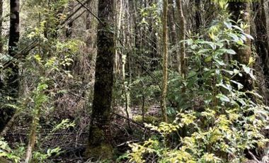 Agrícola en Venta en Ruta 5 cruce Maullin