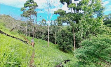 VENDO FINCA 125 HA-CON BOSQUE Y RIO DE AGUA VIVA