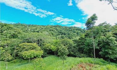 VENDO FINCA 125 HA-CON BOSQUE Y RIO DE AGUA VIVA