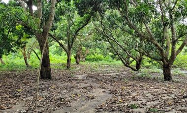 FINCA PARA VENTA DE 27 HECTAREAS EN CLEMENCIA, BOLÍVAR