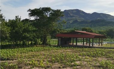 SE VENDE o ALQUILA TERRENO EN PENONOME