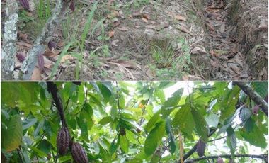 VENTA/FINCA CACAOTERA/GUANABANA/EN PRODUCCIÓN/LOS RÍOS