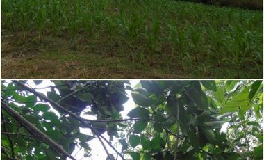 VENTA/FINCA CACAOTERA/GUANABANA/EN PRODUCCIÓN/LOS RÍOS