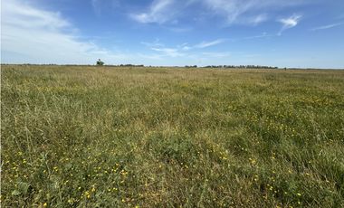 Campo en venta en Ranchos. 40 Has. ganaderas