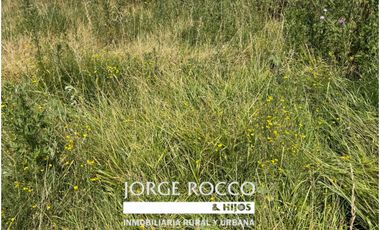 Campo en venta en Ranchos. 40 Has. ganaderas