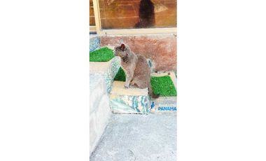 Se alquila linda cabaña en Palmira, Boquete, santuario de vida animal