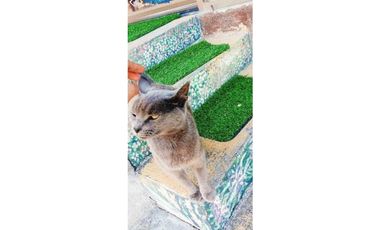 Se alquila linda cabaña en Palmira, Boquete, santuario de vida animal