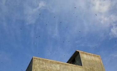 Rumah dan Sarang Burung Walet di Kotabaru Kalimantan Selatan