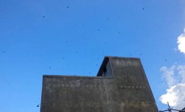 Rumah dan Sarang Burung Walet di Kotabaru Kalimantan Selatan