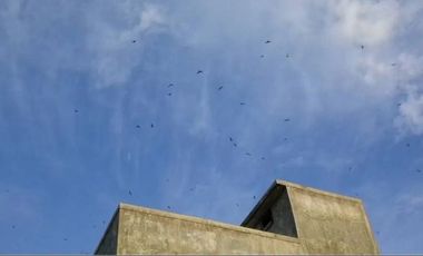 Rumah dan Sarang Burung Walet di Kotabaru Kalimantan Selatan