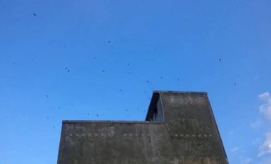 Rumah dan Sarang Burung Walet di Kotabaru Kalimantan Selatan