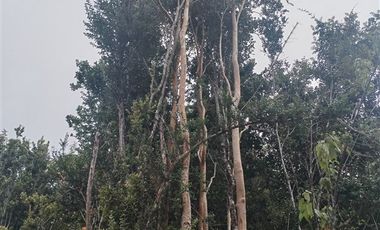 Parcela en venta en Fresia