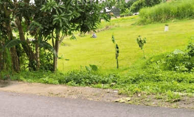 Tanah Sawah 1358m2 Di Potorono Untuk Investasi Jangka Panjang