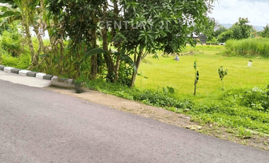 Tanah Sawah 1358m2 Di Potorono Untuk Investasi Jangka Panjang