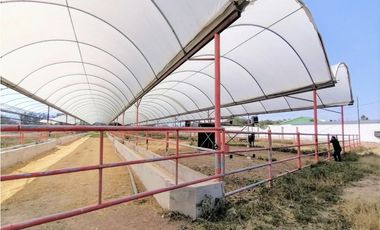Rancho En Acatlán, Hidalgo (producción Ganadera Y de Queso).
