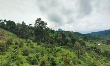 Tanah kebun Produktif - Mobil Bisa Masuk Sampai Ke lokasi