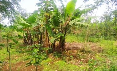 TANAH KEBUN X TERNAKAN AYAM@ BATUJAJAR COCOK BUAT PERUMAHAN