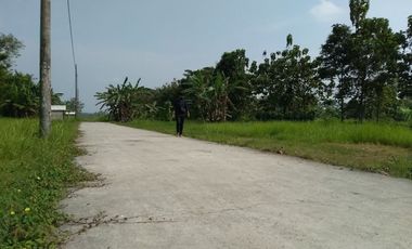 Dekat Balai Desa Rowosari Pemalang, Tanah Murah, Harga 1 Jt-an/m2