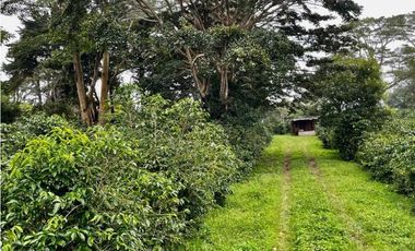 Se vende Finca de Cafe Boquete Chiriqui