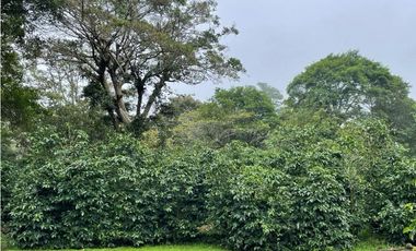 Se vende Finca de Cafe Boquete Chiriqui