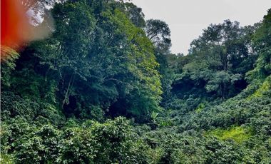 Se vende Finca de Cafe Boquete Chiriqui