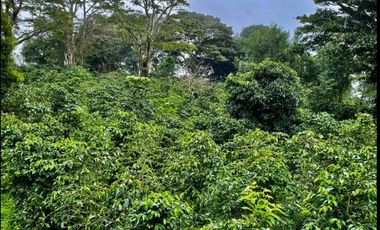 Se vende Finca de Cafe Boquete Chiriqui