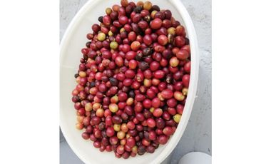 Se vende Finca de Cafe Boquete Chiriqui