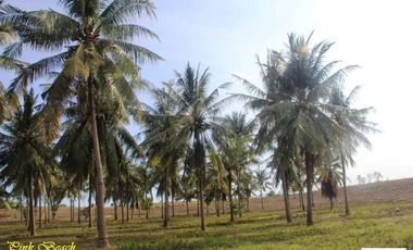 Tanah Dijual Pantai Pink Telone Lombok Timur