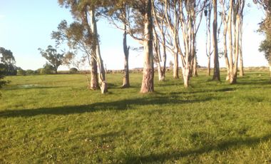 ULTIMA RESERVA URBANA EN EL BALNEARIO