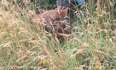 Parcela en Venta en Quellón