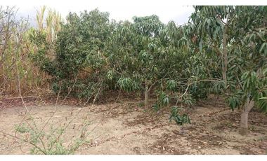 Se vende Quinta productiva sector los Bajos de Montecristi 10 has