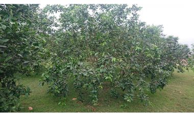 Se vende Quinta productiva sector los Bajos de Montecristi 10 has