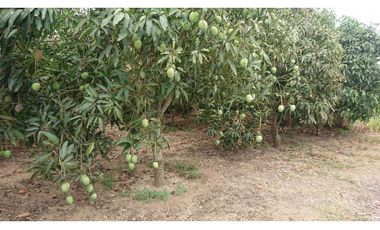 Se vende Quinta productiva sector los Bajos de Montecristi 10 has