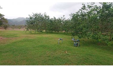 Se vende Quinta productiva sector los Bajos de Montecristi 10 has